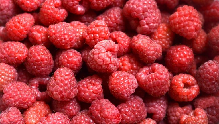 Lampone Rubus idaeus