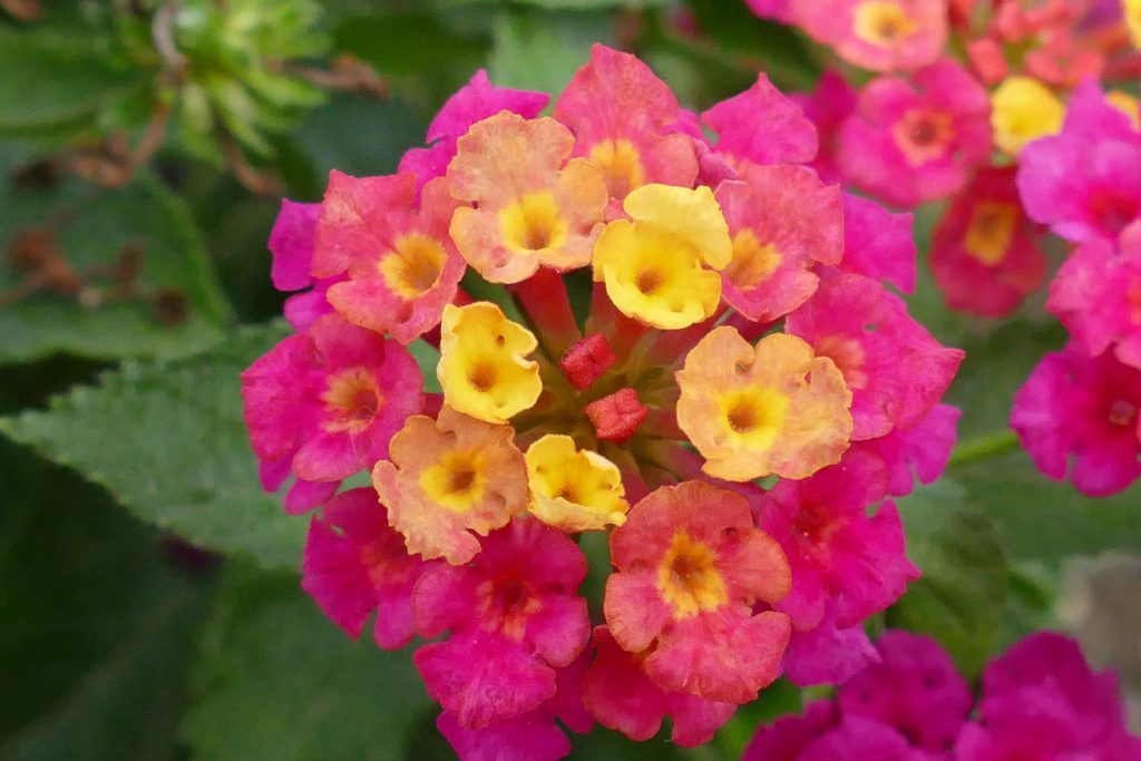 Lantana camara