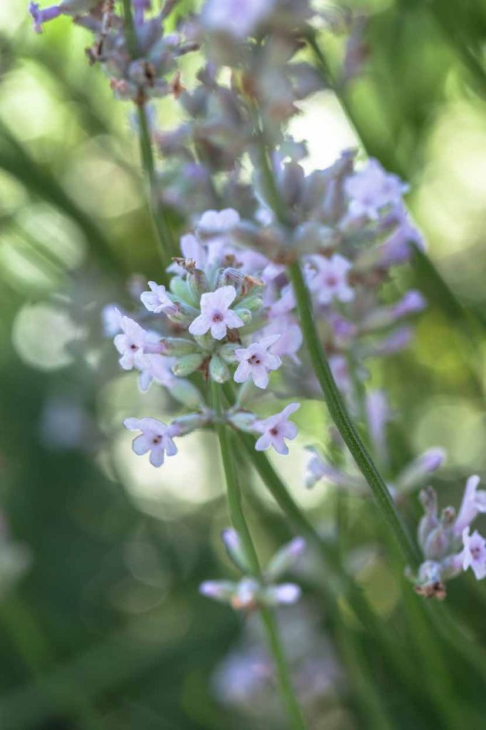 Lavandula angustifolia 'Loddon Pink' 