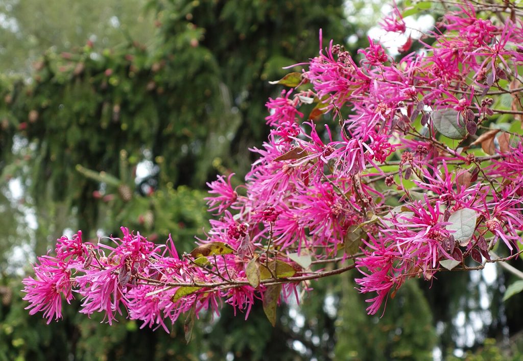 Loropetalum chinense var. rubrum sempreverde