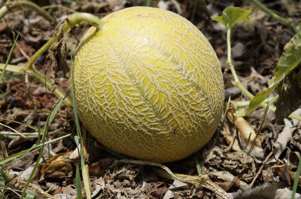 melone cantalupo