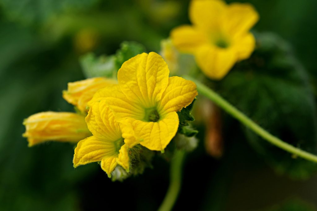 fiori del melone