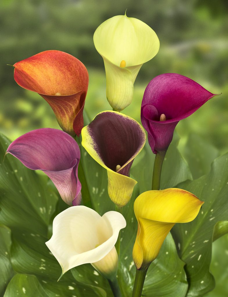 Mix fiori di zantedeschia