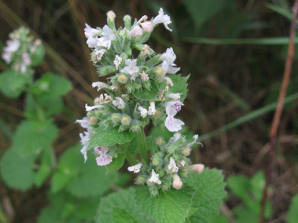 Nepeta cataria