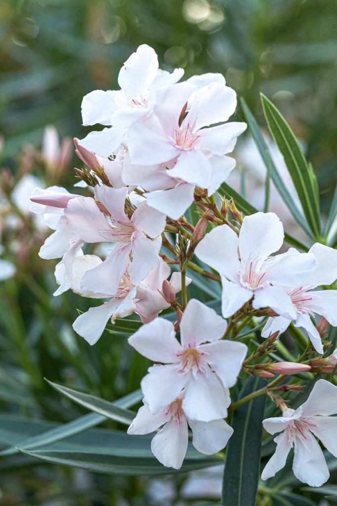 Nerium Oleander 'Agnes Campbell'