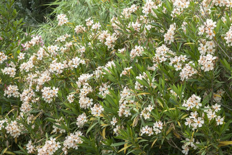 Nerium oleander 'Angiolo Pucci'