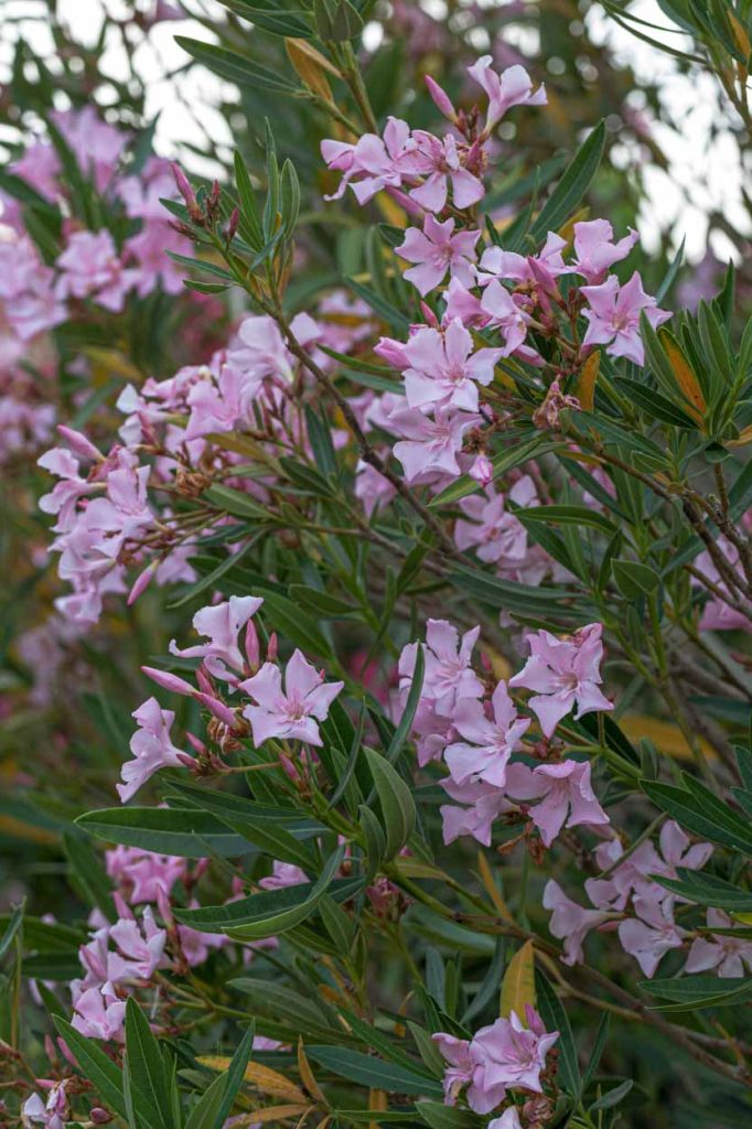 Nerium oleander 'East End Pink'