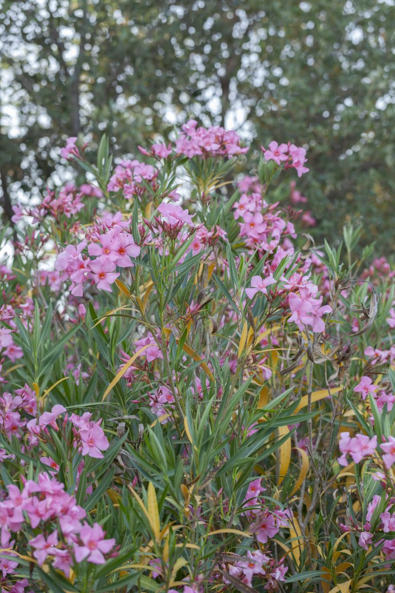 Nerium oleander 'Osiris'