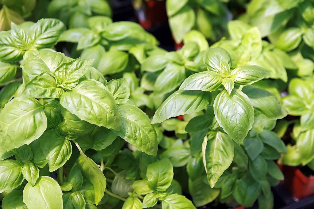 foglie di basilico Ocimum basilicum