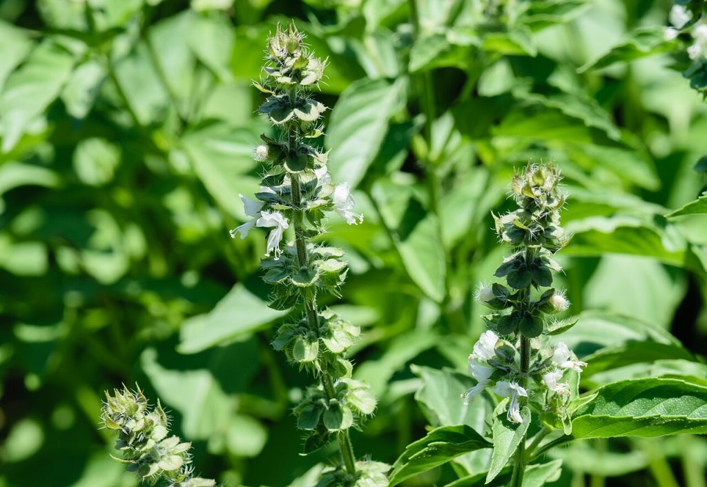 Ocimum basilicum 'Cinnamon'