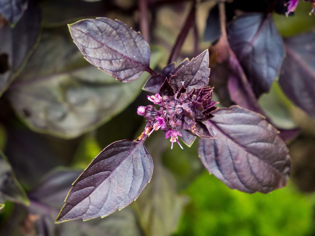 Ocimum basilicum 'Red Rubin'