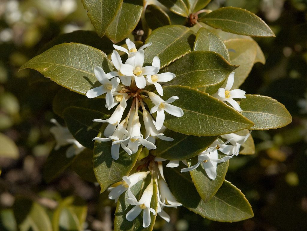 Osmanthus x burkwoodii sempreverde