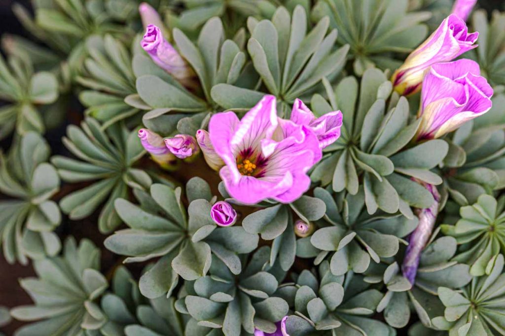 Oxalis adenophylla