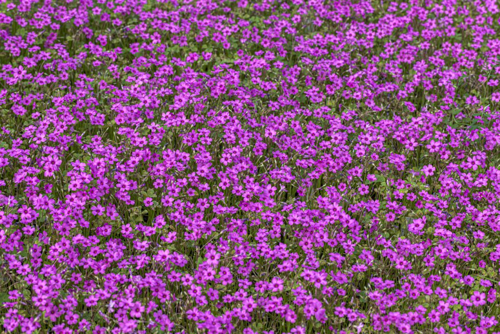 distasa di Oxalis articulata