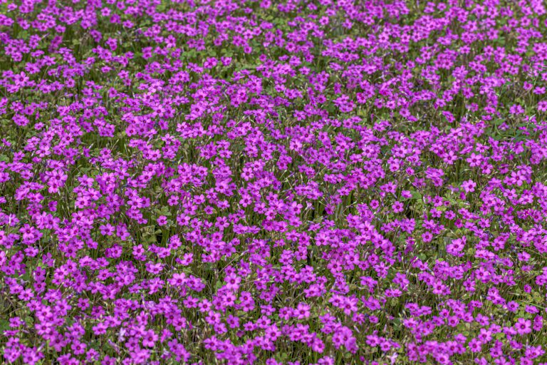 distasa di Oxalis articulata