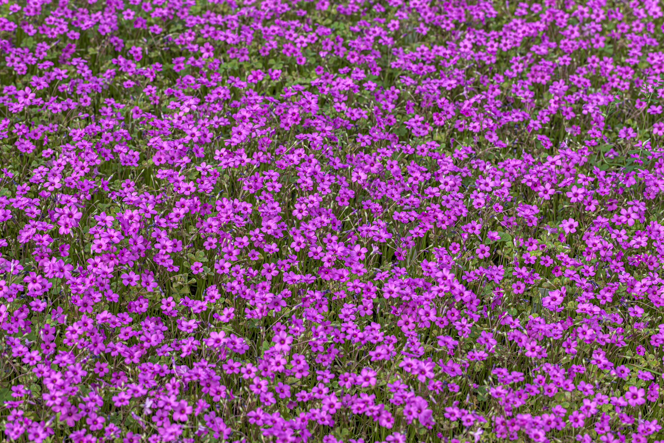 distesa di Oxalis articulata