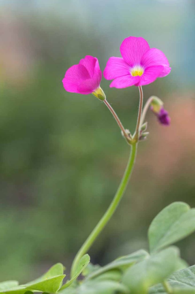 Oxalis bowiei