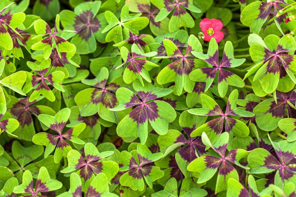Oxalis tetraphylla 'Iron Cross'