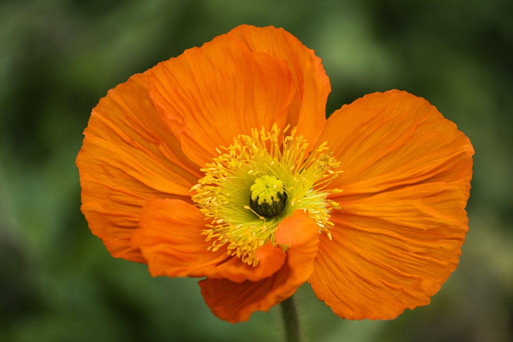 papavero papaver naudicale