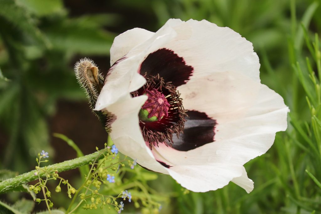 Papaver orientale 'Perry's White'