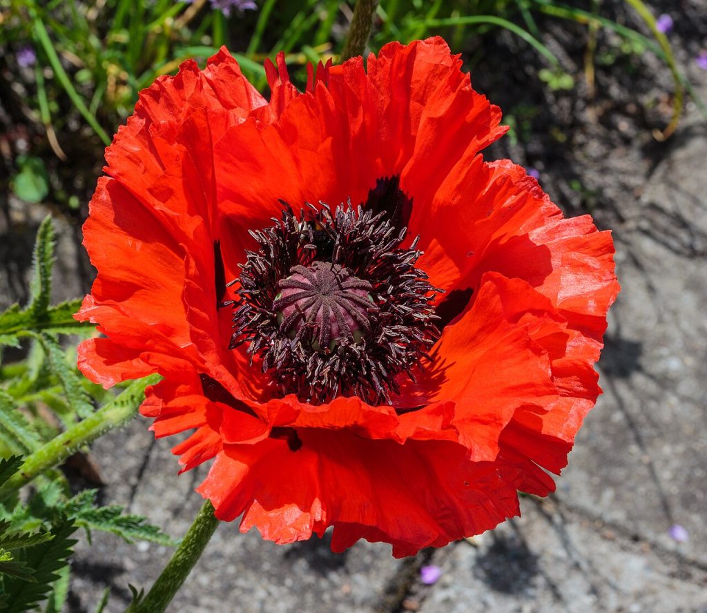 Papaver orientale rosso