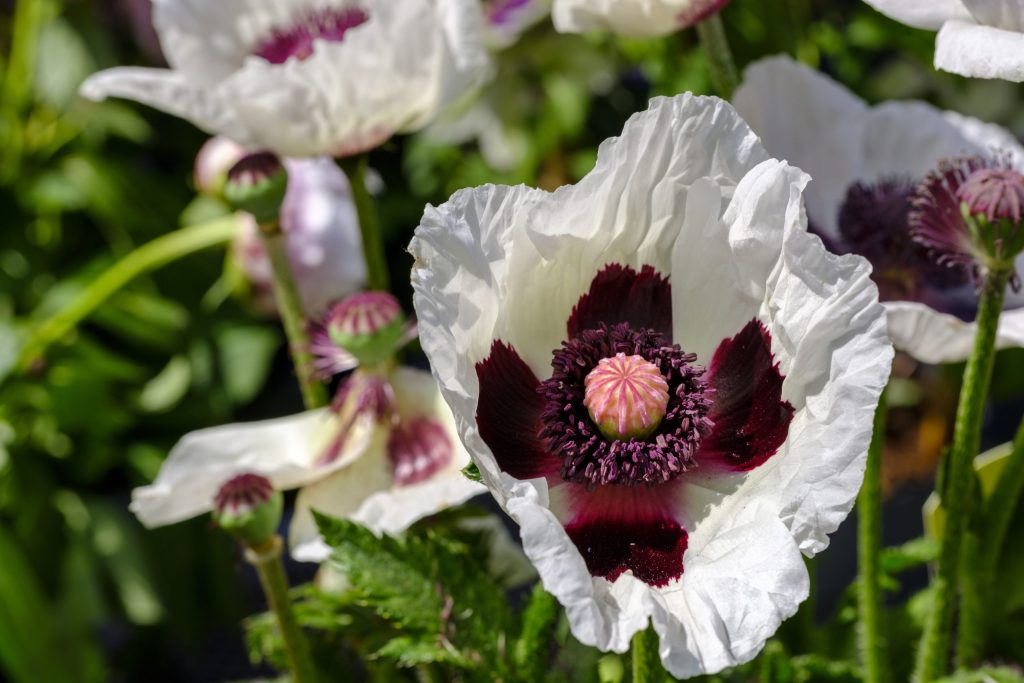 Papaver orientale 'Perry's White'
