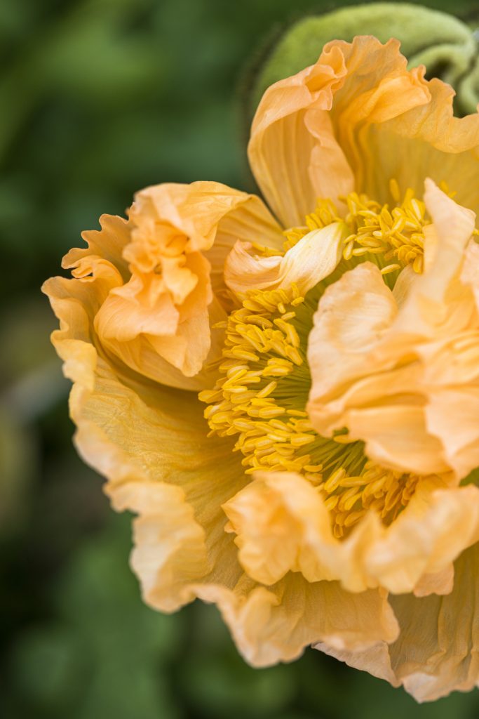 Papavero Papaver naudicale serie Gold