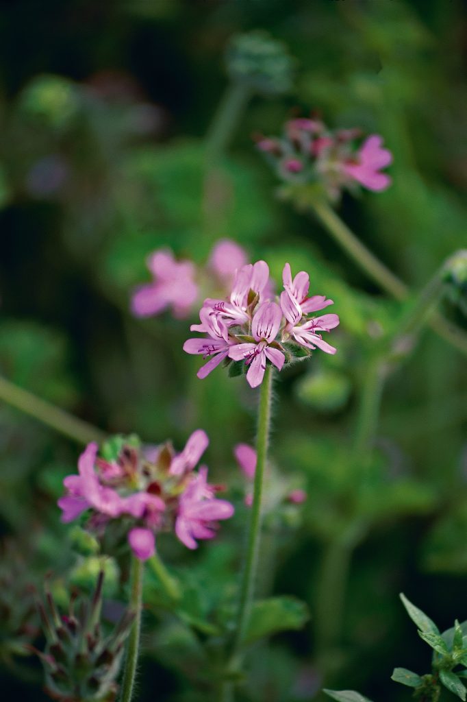 Pelargonium capitatum