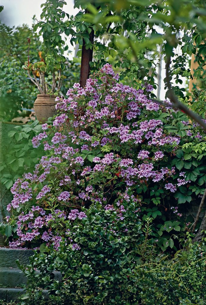 Pelargonium 'Copthorne'