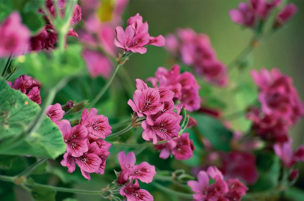 Pelargonium Cucullatum