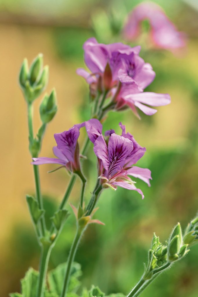 Pelargonium cucullatum
