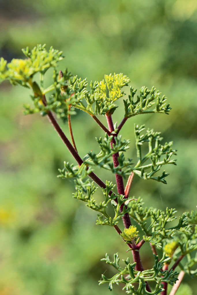 Pelargonium fruticosum