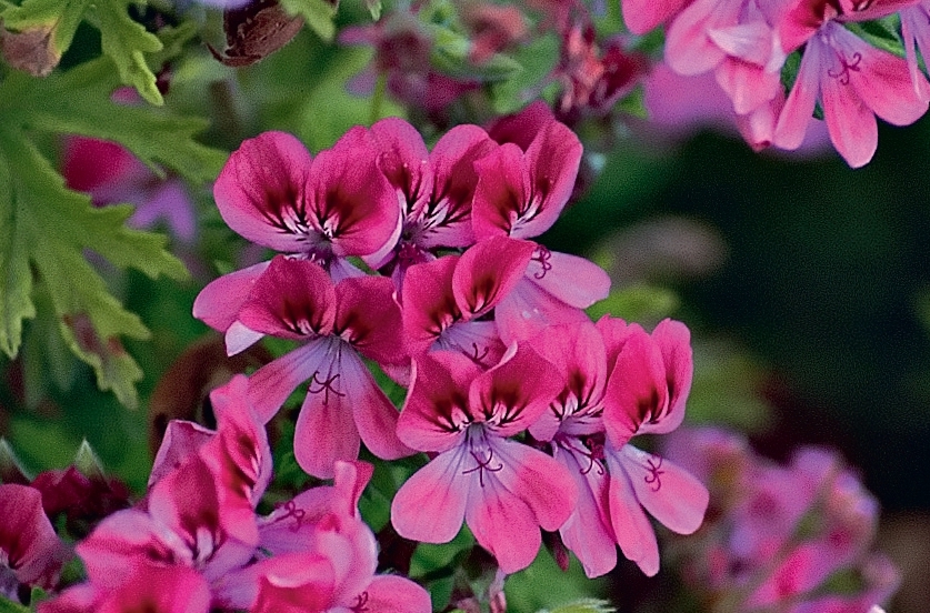 Pelargonium 'Lara Starshine'