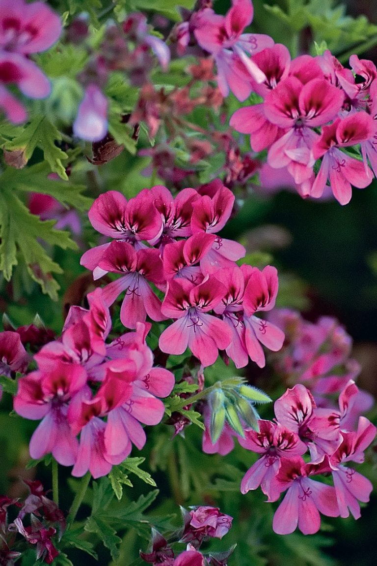 Pelargonium 'Lara Starshine'