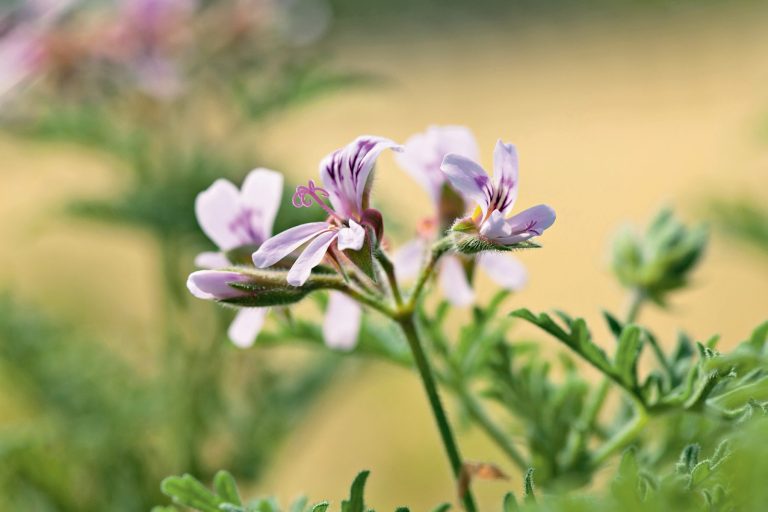 Pelargonium 'Radula'