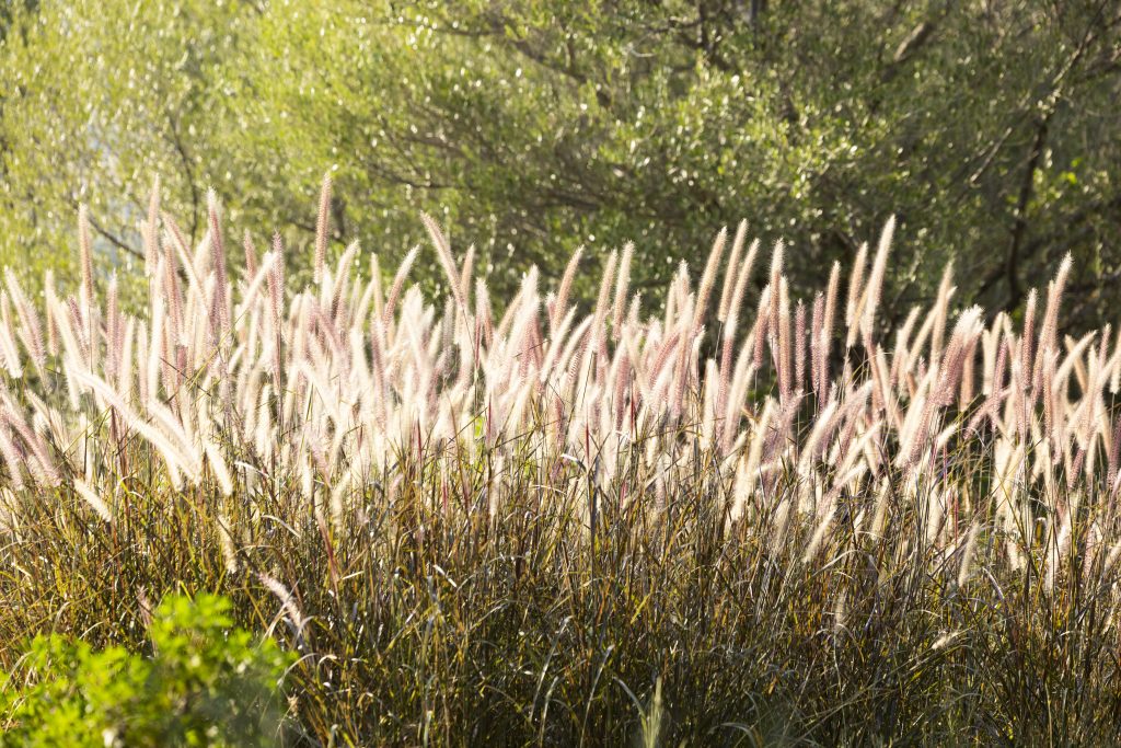 Pennisetum setaceum ‘Rubrum’