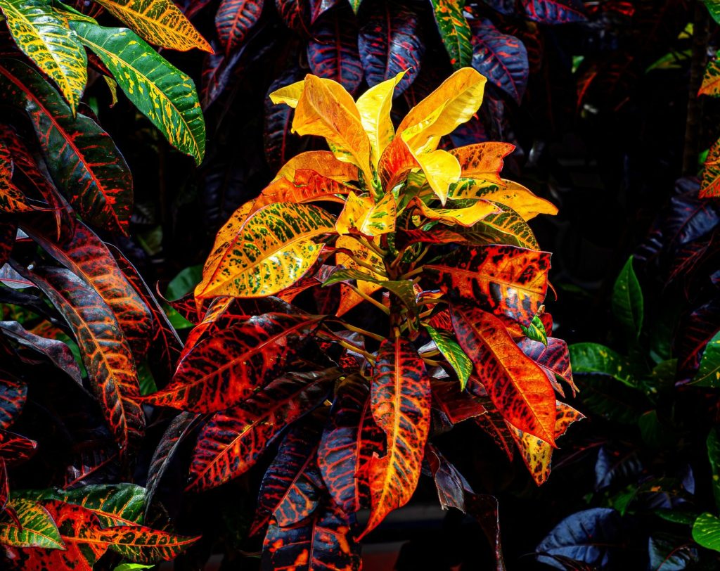 codiaeum