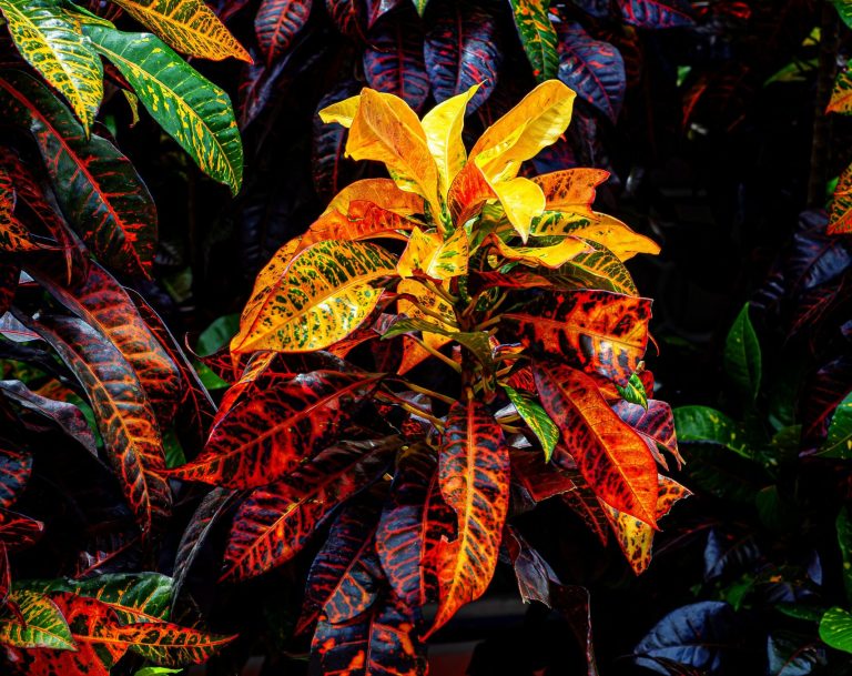 codiaeum