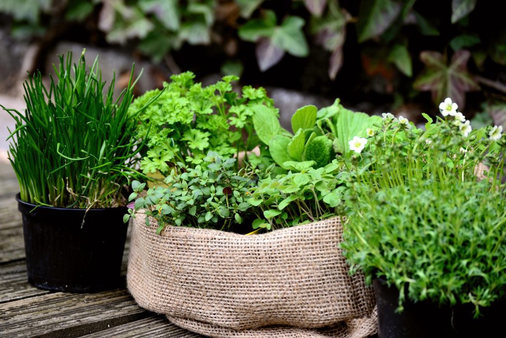 piante aromatiche 