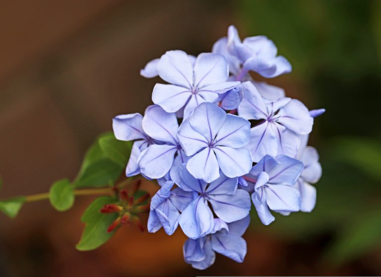Fiori azzurro/lilla di Plumbago auriculata