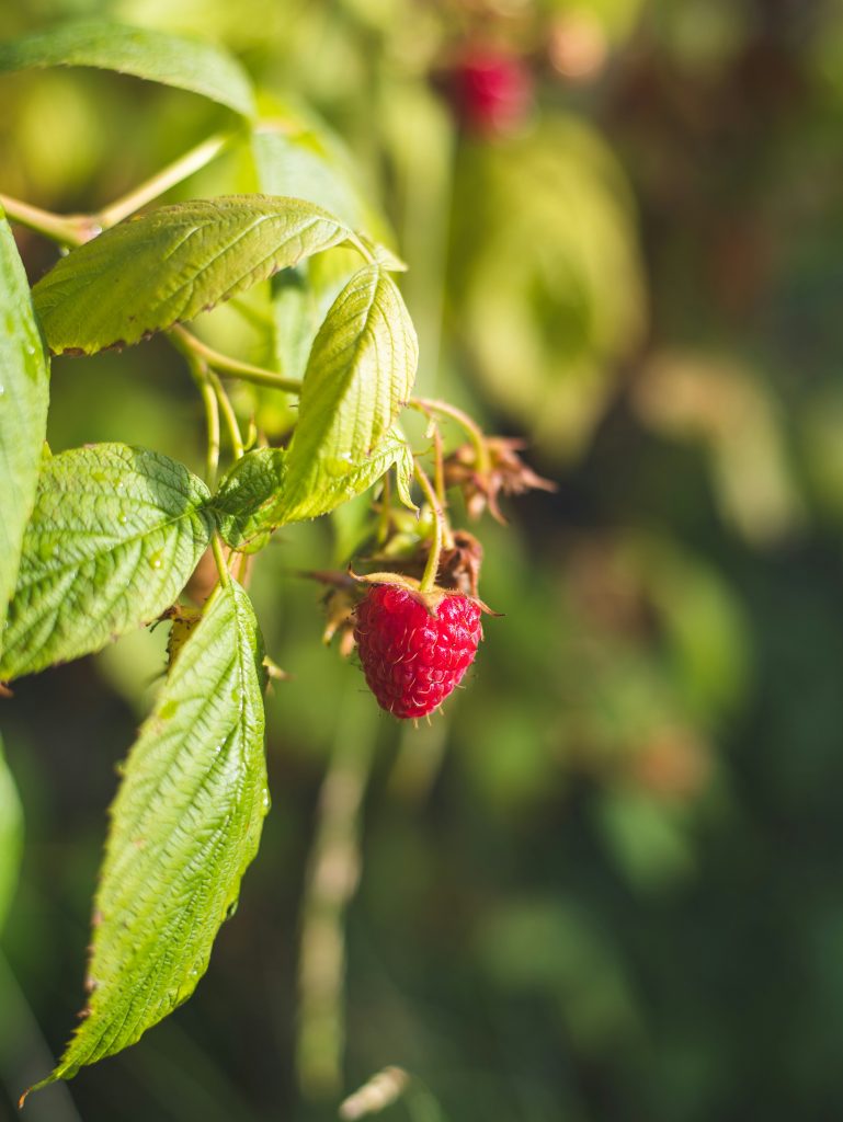 Lampone Rubus idaeus