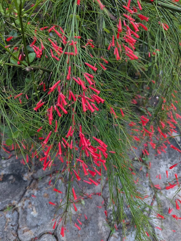 Russelia equisetiformis sempreverde