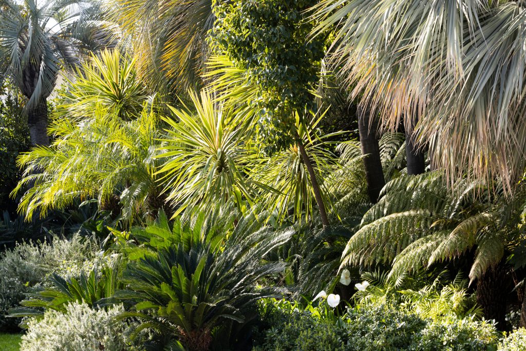 Cycas revoluta, Brahea armata, Chamaedorea elegans, Phormium
