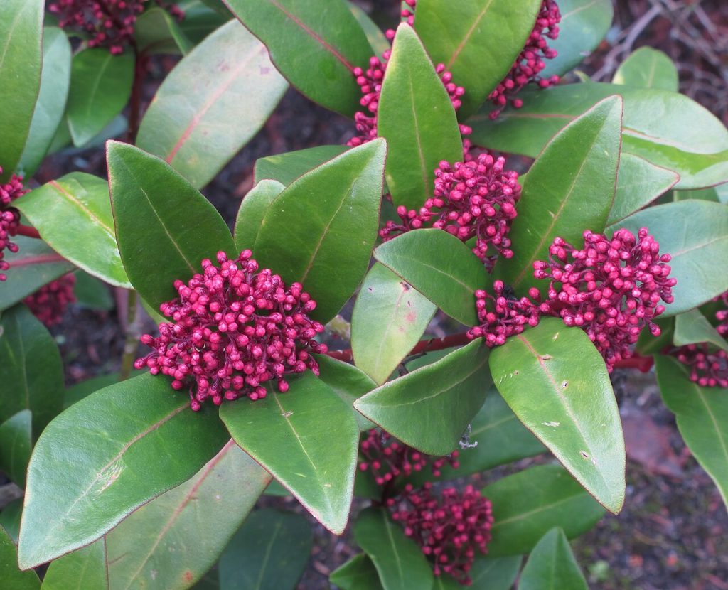 Skimmia japonica sempreverde