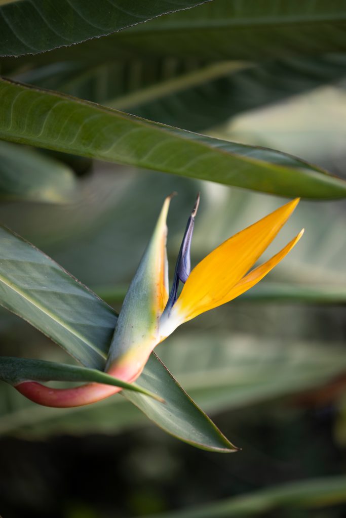 strelitzia