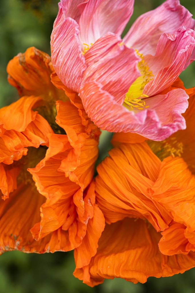 varietà di Papaver nudicaule papavero