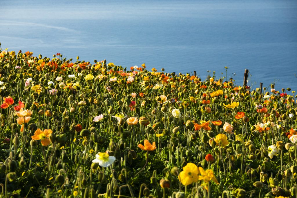 distesa di papaveri vista mare a Ventimiglia