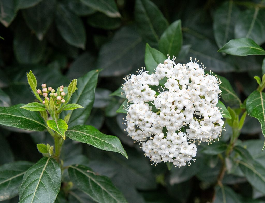 Viburnum tinus sempreverde