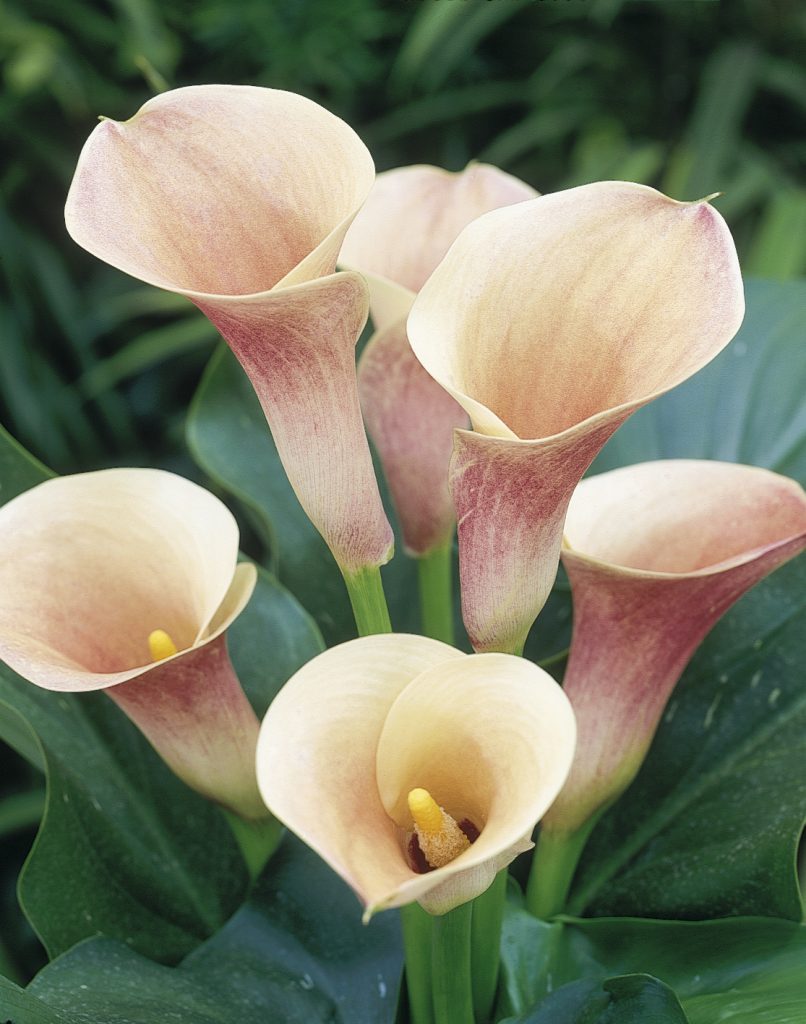 Zantedeschia 'Captain Rodin'