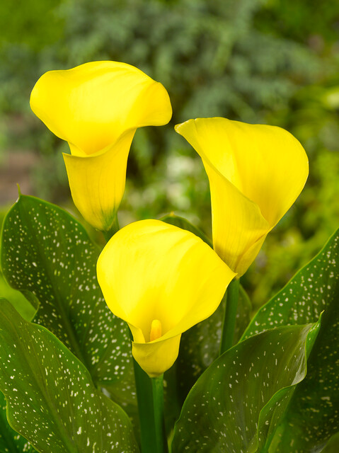 Zantedeschia 'Millenium Gold'